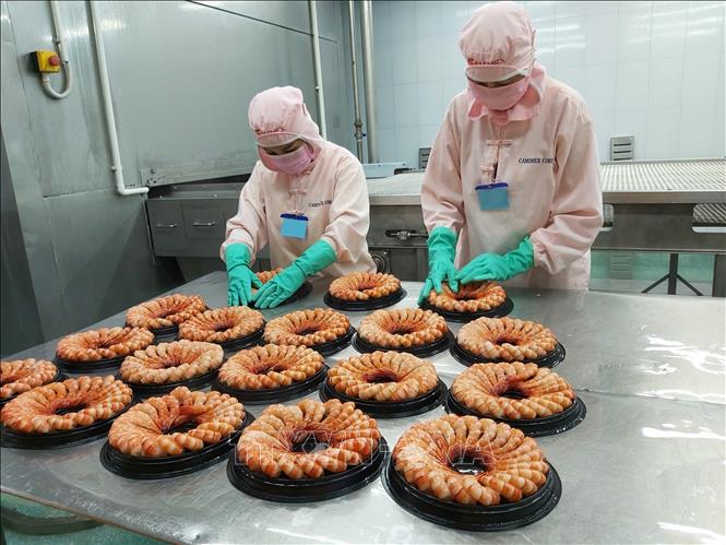 Photo: Processing frozen shrimps for export at the Ca Mau Frozen Seafood Processing Import Export Corporation (Camimex) in the southernmost province of Ca Mau. VNA Photo: Hồng Nhung