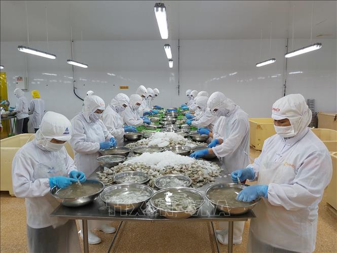 Photo: Processing shrimps for export at the Ca Mau Frozen Seafood Processing Import Export Corporation (Camimex) in the southernmost province of Ca Mau. VNA Photo: Hồng Nhung