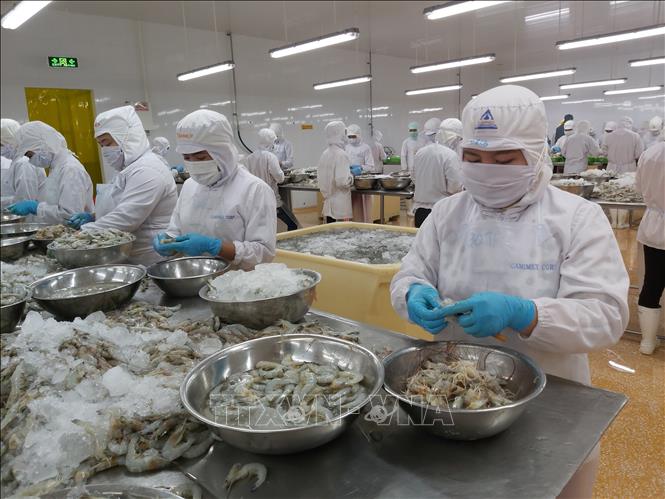 Photo: Processing shrimps for export at the Ca Mau Frozen Seafood Processing Import Export Corporation (Camimex) in the southernmost province of Ca Mau. VNA Photo: Hồng Nhung