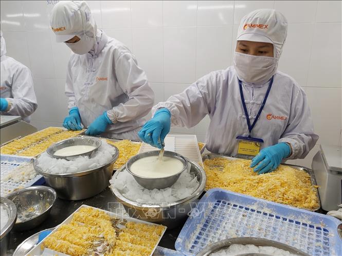 Photo: Processing shrimps for export at the Ca Mau Frozen Seafood Processing Import Export Corporation (Camimex) in the southernmost province of Ca Mau. VNA Photo: Hồng Nhung