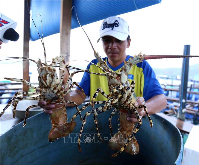 Photo: Lobster cultured in the southern province of Phu Yen. VNA Photo: Hữu Sinh