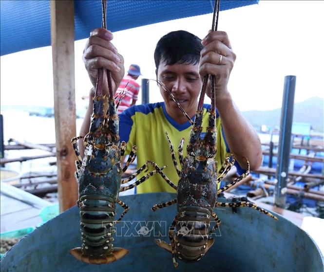 Photo: Lobster cultured in the southcentral province of Phu Yen. VNA Photo: Hữu Sinh