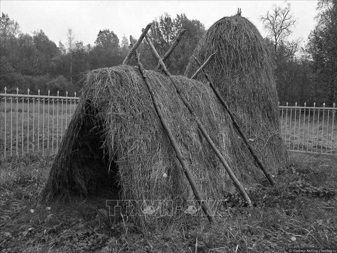 10. Ðầu tháng 7/1917, Chính phủ lâm thời công khai đàn áp các phong trào đấu tranh quần chúng, khủng bố các Xô-viết và ra lệnh bắt Lenin khiến Người phải rút vào hoạt động bí mật tại vùng Razliv (Phần Lan), cách Petrograd 34 km để tránh sự truy lùng. Từ nơi hoạt động bí mật, V.I.Lenin thường xuyên chỉ đạo phong trào cách mạng trong nước và đến ngày 7/10/1917, V.I.Lenin từ Phần Lan bí mật trở về Petrograd để trực tiếp lãnh đạo cuộc khởi nghĩa. Trong ảnh: Lều cỏ bên hồ Razliv - nơi Lenin tạm thời ở để tránh sự truy lùng của Chính phủ tư sản phản động. Chính ở nơi này, Lenin viết cuốn 