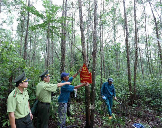 Trong ảnh: Lực lượng Kiểm lâm phối hợp với công ty TNHH MTV Bảo Châu Phú Yên tuần tra, bảo vệ, chăm sóc và rừng trồng tại huyện Sông Hinh, tỉnh Phú Yên. Ảnh: Vũ Sinh - TTXVN