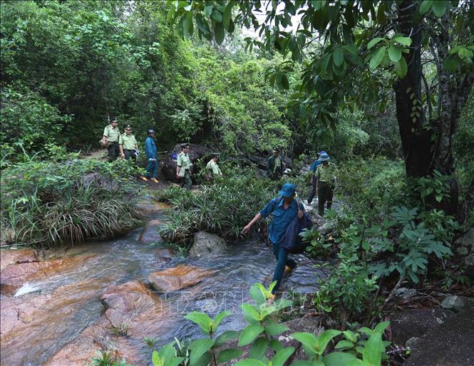 Trong ảnh: Lực lượng Kiểm lâm phối hợp với công ty TNHH MTV Bảo Châu Phú Yên tuần tra, bảo vệ, chăm sóc và rừng trồng tại huyện Sông Hinh, tỉnh Phú Yên. Ảnh: Vũ Sinh - TTXVN