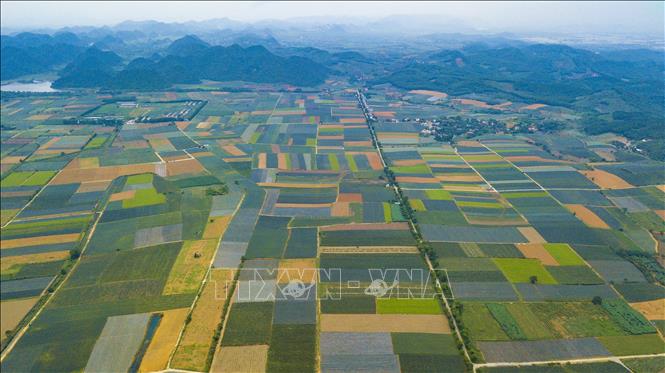 Photo: Pineapple fields in the Dong Giao farm create a colourful picture. VNA Photo: Minh Đức