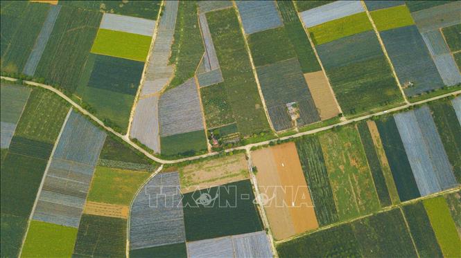 Photo: Pineapple fields in the Dong Giao farm create a colourful picture. VNA Photo: Minh Đức