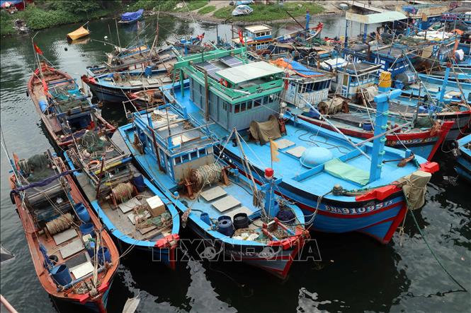 Trong ảnh: Tàu cá của ngư dân được neo đậu tránh bão số 6 tại Âu thuyền Thọ Quang (Đà Nẵng). Ảnh: Trần Lê Lâm - TTXVN