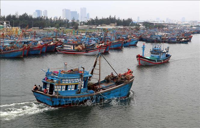 Trong ảnh: Tàu cá của ngư dân các tỉnh ven biển miền Trung đang về neo đậu tránh bão số 6 tại Âu thuyền Thọ Quang (Đà Nẵng). Ảnh: Trần Lê Lâm - TTXVN