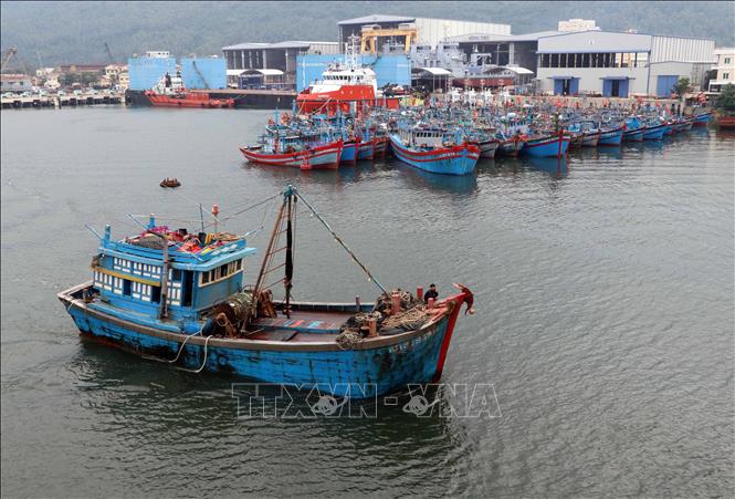 Trong ảnh: Tàu cá của ngư dân các tỉnh ven biển miền Trung đang về neo đậu tránh bão số 6 tại Âu thuyền Thọ Quang (Đà Nẵng). Ảnh: Trần Lê Lâm - TTXVN