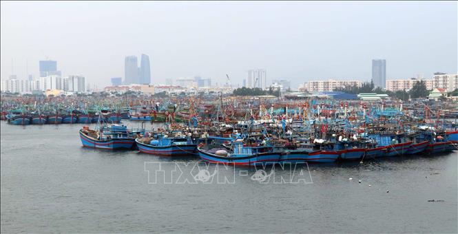 Trong ảnh: Hàng trăm tàu cá của ngư dân các tỉnh ven biển miền Trung về neo đậu tránh bão số 6 tại Âu thuyền Thọ Quang (Đà Nẵng). Ảnh: Trần Lê Lâm - TTXVN