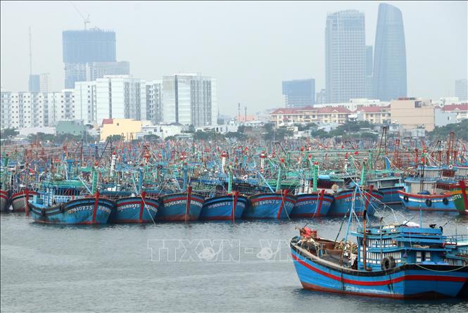 Trong ảnh: Tàu cá tỉnh Bình Định về neo đậu tránh bão số 6 tại Âu thuyền Thọ Quang (Đà Nẵng). Ảnh: Trần Lê Lâm - TTXVN