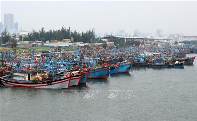 Trong ảnh: Tàu cá của ngư dân các tỉnh ven biển miền Trung về neo đậu tránh bão số 6 tại Âu thuyền Thọ Quang (Đà Nẵng). Ảnh: Trần Lê Lâm - TTXVN