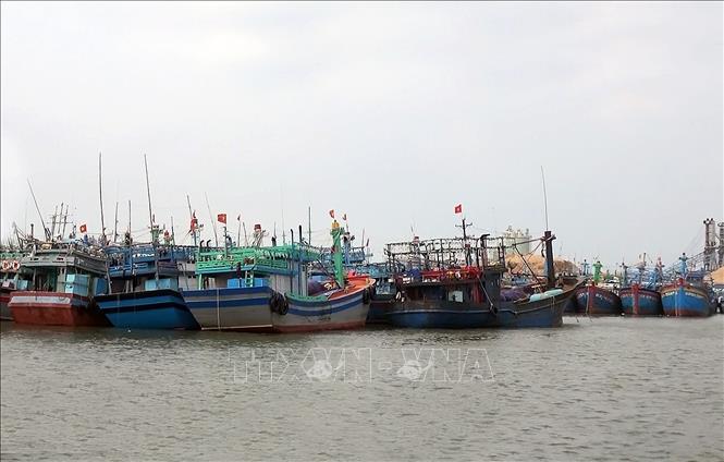 Khoảng 500 tàu thuyền đang neo đậu tránh bão tại cảng Quy Nhơn, tránh bão số 6, chiều 8/11. Ảnh: Nguyên Linh - TTXVN
