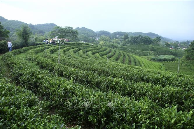 Photo: A tea farm in the northern province of Thai Nguyen. VNA Photo: Minh Quyết