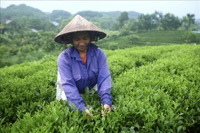 Photo: A tea farm in the northern province of Thai Nguyen. VNA Photo: Minh Quyết