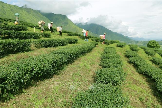 Photo: Harvesting tea in a farm in the northern province of Lai Chau. VNA Photo: Anh Tuấn