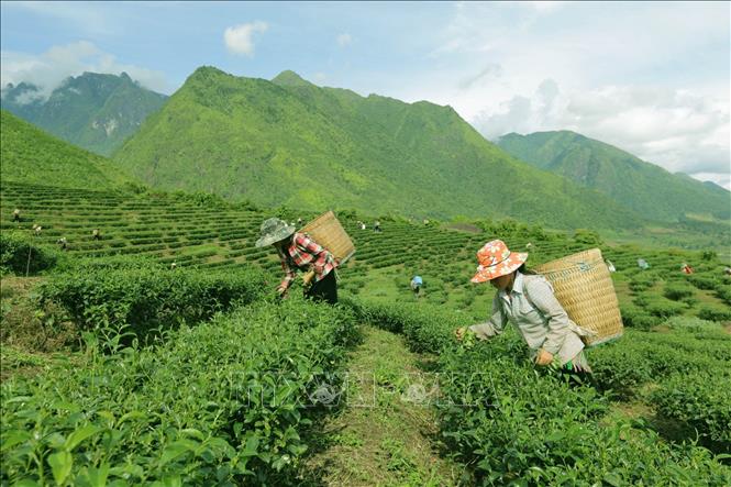 Photo: Harvesting tea in a farm in the northern province of Lai Chau. VNA Photo: Anh Tuấn