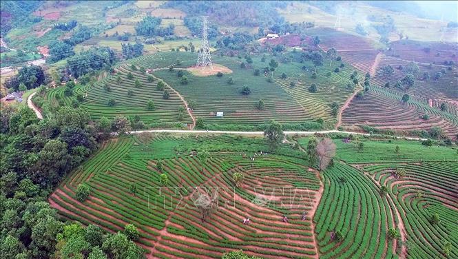 Photo: A tea farm in the northern province of Lai Chau. VNA Photo: Anh Tuấn
