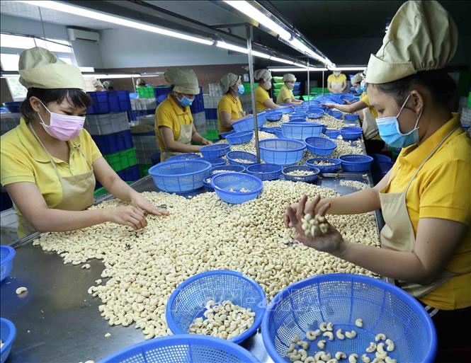 Trong ảnh: Phân loại nhân hạt điều tại nhà máy của Công ty. Ảnh: Vũ Sinh - TTXVN