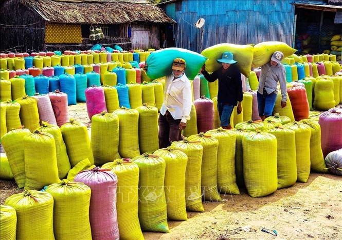 Trong ảnh: Sau hơn 30 năm đổi mới, từ chỗ là nước thiếu gạo, phải nhập khẩu, Việt Nam đã vươn lên trở thành nước xuất khẩu gạo đứng thứ hai thế giới. Ảnh: TTXVN phát