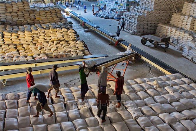 Không những đảm bảo an ninh lương thực trong nước, Việt Nam còn xuất khẩu trung bình từ 7 - 8 triệu tấn gạo hàng năm. Từ chỗ là nước thiếu gạo, phải nhập khẩu, Việt Nam đã vươn lên trở thành nước xuất khẩu gạo đứng thứ hai thế giới. Ảnh: TTXVN
