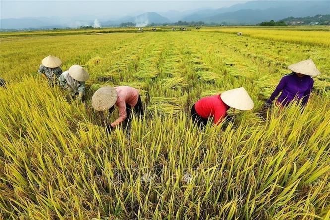 Nhờ ngành nông nghiệp tăng trưởng tương đối cao, Việt Nam được cộng đồng quốc tế nhìn nhận là một trong những quốc gia thành công nhất về xóa đói giảm nghèo và phát triển nông thôn. Trong ảnh: Thu hoạch lúa ở Điện Biên. Ảnh: TTXVN