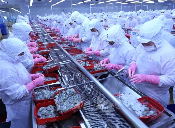 Nhờ những thành tích to lớn về xuất khẩu, nông nghiệp là ngành duy nhất luôn luôn xuất siêu. Trong ảnh: Thủy sản là một trong các mặt hàng xuất khẩu tăng trưởng mạnh nhất của Việt Nam trong những năm đổi mới. Ảnh: Vũ Sinh – TTXVN