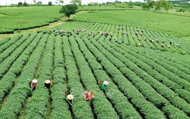Hơn 30 năm đổi mới, nông nghiệp Việt Nam đạt được mức tăng trưởng nhanh và ổn định trong một thời gian dài, cơ cấu nông nghiệp chuyển dịch theo hướng tích cực. Trong ảnh: Vùng chè tại Lâm Đồng. Ảnh: Quang Quyết – TTXVN