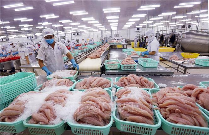 Xuất khẩu nông sản không những giúp cân bằng cán cân thương mại quốc gia mà còn tăng cường uy tín và vị thế của Việt Nam trên trường quốc tế. Trong ảnh: Chế biến cá tra xuất khẩu tại Công ty Cổ phần XNK Thủy sản Cần Thơ. Ảnh: Danh Lam – TTXVN