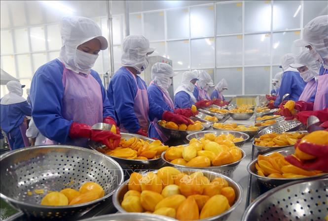 Nông nghiệp Việt Nam thực sự đã hướng về xuất khẩu. Xuất khẩu nông sản tăng mạnh. Có 11 sản phẩm xuất khẩu trên 1 tỷ USD. Trong ảnh: Dây chuyền chế biến, sơ chế hoa quả xuất khẩu của Công ty Cổ phần Nafoods miền Nam. Ảnh: Danh Lam – TTXVN