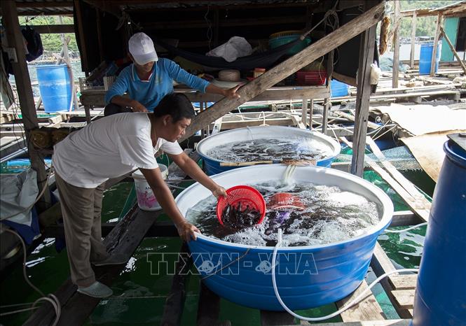 Trong ảnh: Ông Huỳnh Văn Chiều với mô hình nuôi cá mú sao quy mô 44 lồng, đạt lợi nhuận hơn 8 tỷ đồng/vụ. Ảnh: Hồng Đạt - TTXVN