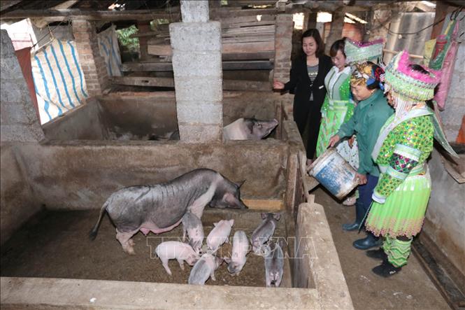 Trong ảnh: Các học viên lớp đào tạo “Nuôi và phòng trị bệnh cho lợn” tại xã Lãng Ngâm, huyện Ngân Sơn, tỉnh Bắc Kạn. Ảnh: Anh Tuấn - TTXVN