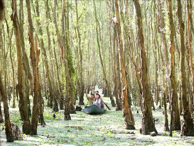 Trong ảnh: Cán bộ Chi cục Kiểm lâm An Giang phối hợp với Ban Quản lý rừng tràm Trà Sư đi tuần tra bảo vệ rừng. Ảnh: Vũ Sinh - TTXVN 