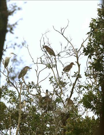 Trong ảnh: Rừng tràm Trà Sư là nơi sinh sống của hơn 70 loài chim. Ảnh: Vũ Sinh - TTXVN 