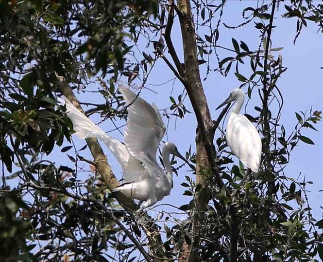 Trong ảnh: Loài cò trắng cư trú quanh năm trong rừng tràm Trà Sư. Ảnh: Vũ Sinh - TTXVN 