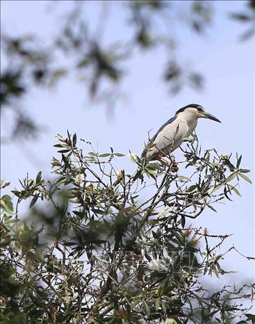 Trong ảnh: Rừng tràm Trà Sư là nơi sinh sống của hơn 70 loài chim. Ảnh: Vũ Sinh - TTXVN 