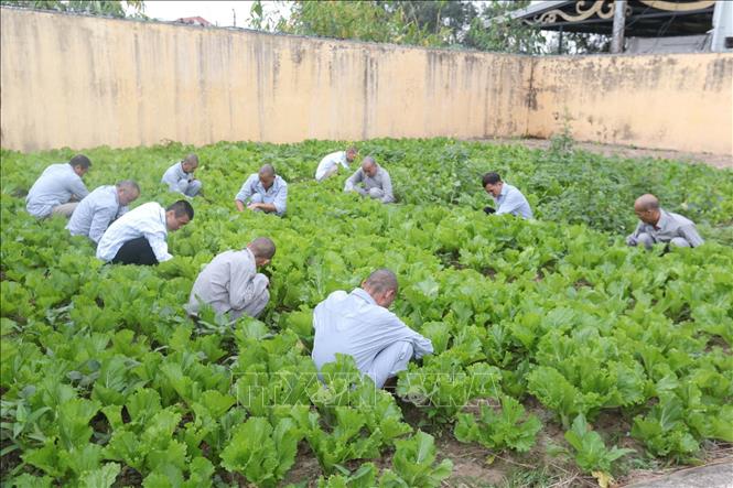 Trong ảnh: Nhổ cỏ, chăm sóc rau – một hoạt động trị liệu cho các đối tượng tại Trung tâm Điều dưỡng tâm thần kinh Hưng Yên. Ảnh: Anh Tuấn – TTXVN