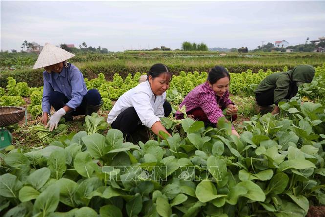 Trong ảnh: Nhiều mô hình sản xuất nông nghiệp tập trung quy mô lớn, có liên kết sản xuất theo chuỗi, góp phần nâng cao thu nhập người dân. Ảnh: Thành Đạt – TTXVN