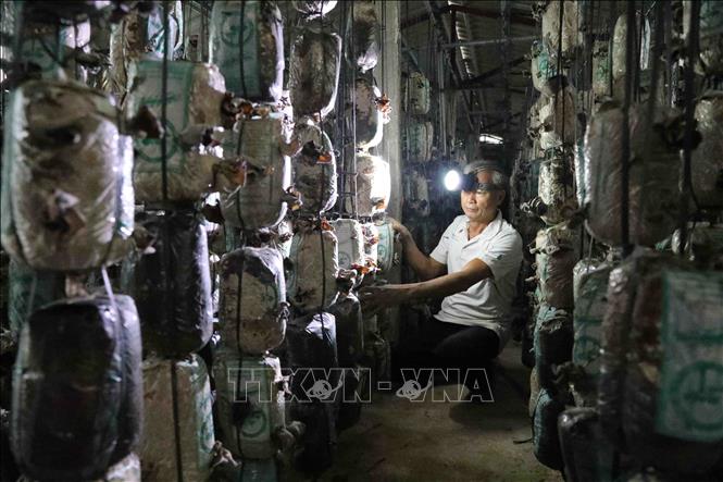 Trong ảnh: Nhiều mô hình sản xuất nông nghiệp tập trung quy mô lớn, có liên kết sản xuất theo chuỗi, góp phần nâng cao thu nhập người dân. Ảnh: Thành Đạt – TTXVN