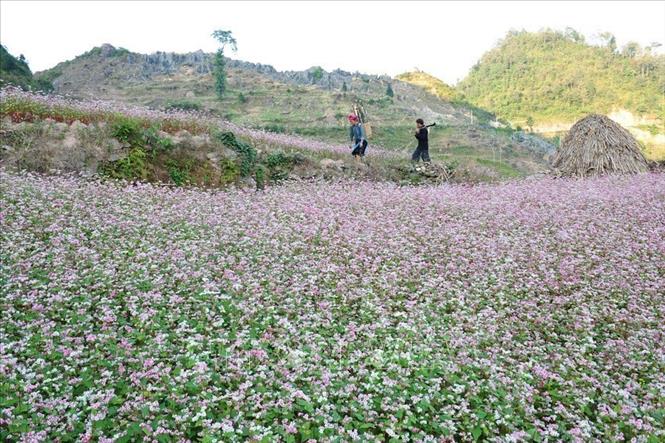 Photo: A buckwheat flower farm in Ha Giang. VNA Photo