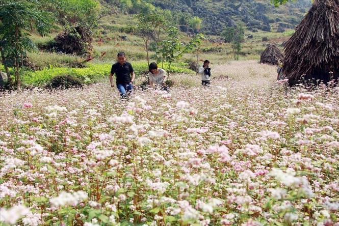 Photo: Visitors in a buckwheat flower farm in Ha Giang. VNA Photo