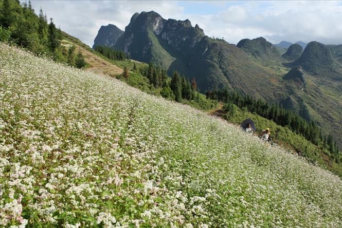 Photo: A buckwheat flower farm in Ha Giang. VNA Photo