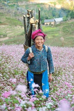 Photo: A local girl in buckwheat flower farm in Ha Giang. VNA Photo