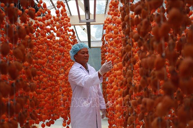 Photo: Hanging persimmons for drying. VNA Photo: Đặng Tuấn