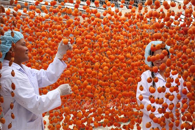 Photo: Hanging persimmons for drying. VNA Photo: Đặng Tuấn