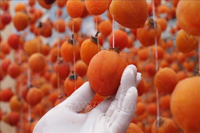 Photo: Persimmons are dried by natural wind and sun for 20-25 days. VNA Photo: Đặng Tuấn