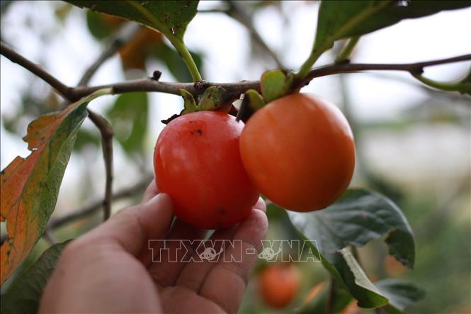 Photo: Ripe persimmons are ready for harvesting. VNA Photo: Đặng Tuấn