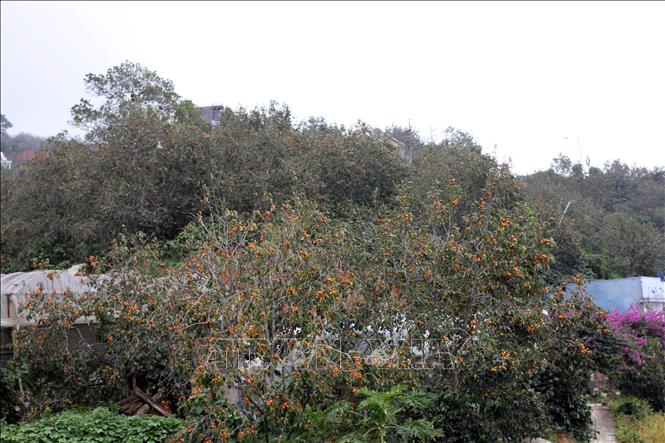 Photo: Persimmon gardens at Xuan Truong commune, outskirts Da Lat. VNA Photo: Đặng Tuấn