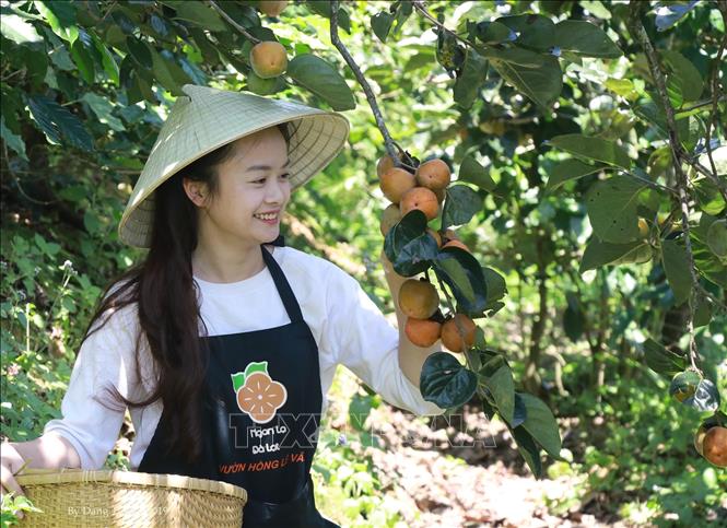 Photo: Harvesting persimmons. VNA Photo: Đặng Tuấn